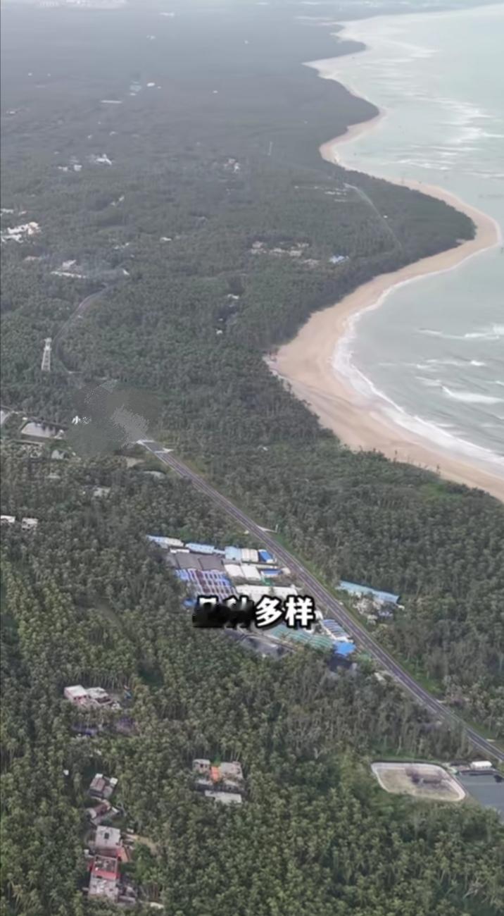 这是你们嚼的槟榔，一望无际的种植基地。
