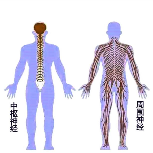 神经损伤就这两种！弄清类型了才能对症康复 神经损伤分为两个大类别——中枢神经
