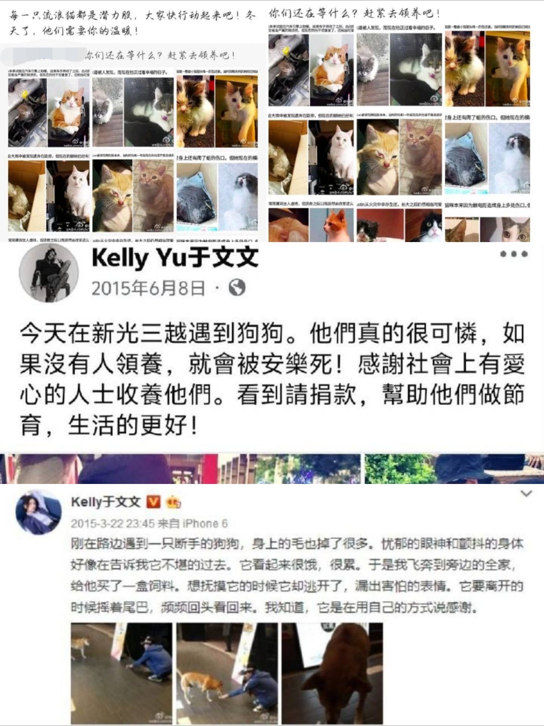 于文文呼吁领养代替购买，关爱小动物。她为小动物发声过好多次了，还为很多猫咪救助站