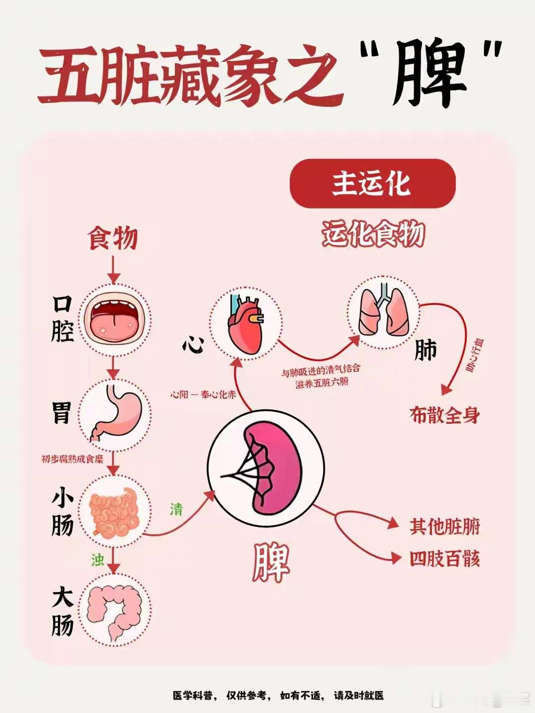 人本来不易脾虚，若脾虚，多是心肺先弱了很多人被脾虚缠上：吃点就胀、大便黏马桶、没