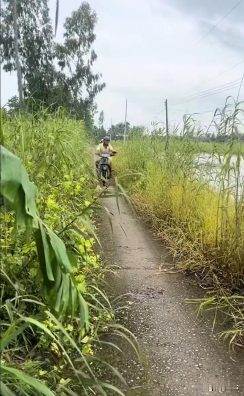 一位男子义务清理乡间水泥路两旁的杂草。清理前，路边的植物生长茂盛，覆盖了部分路面