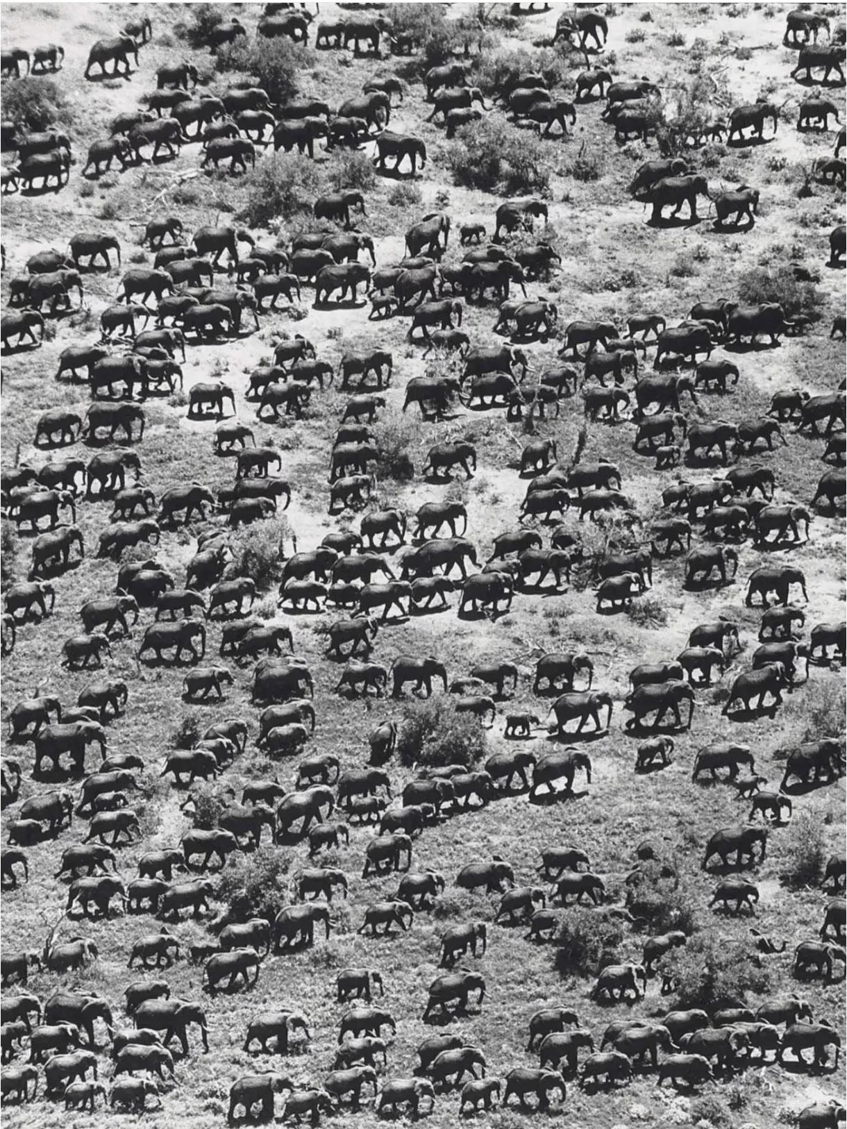这样的镜头在地球上持续了上万年，如今却再也看不到了——1976年的肯尼亚草原上，