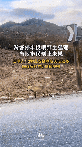 “无知起来真可怕！”新疆阿勒泰，一外地游客驾车行驶时，偶然遇到了一只野生狐狸，结