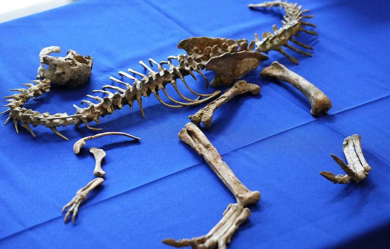 法国向蒙古移交7000万年前的恐龙化石本月初，法国正式将一具7000万年前的