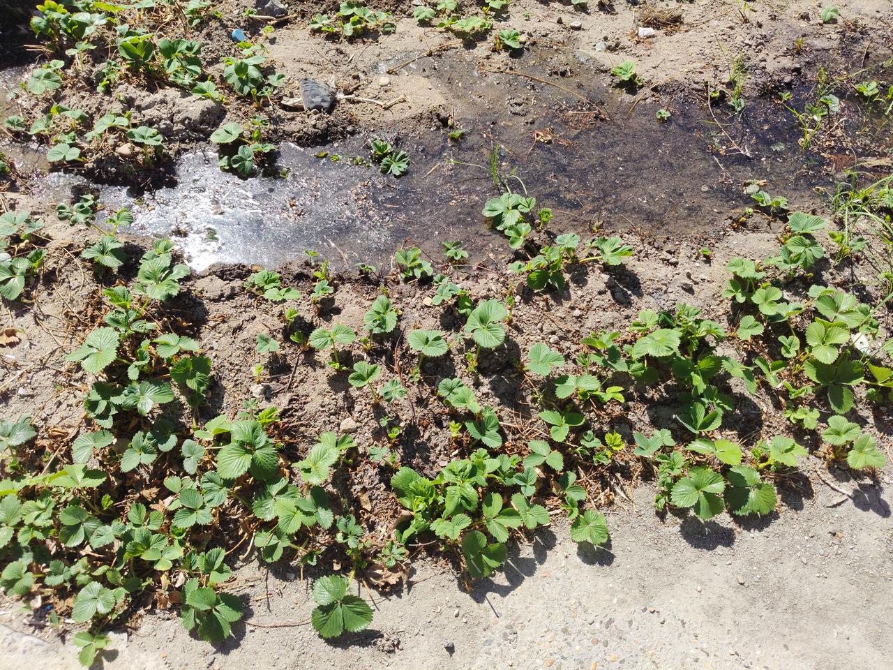 种了草莓才知道，这玩意儿居然像韭菜一样，在新疆北疆冬天零下几十度的低温都冻不死呀