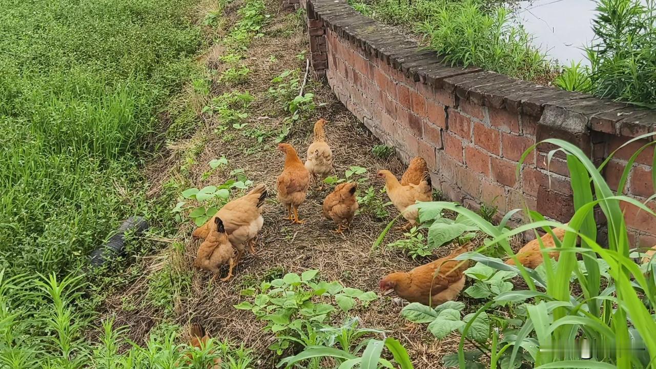 100块钱买不到农村的土鸡。农村土鸡指的是农户家自繁自养，养殖方式是自由放养