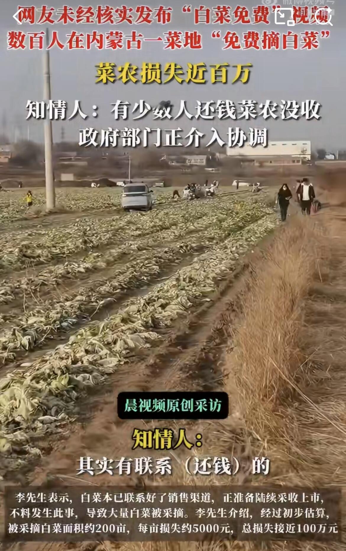 这事儿听着就让人来气。内蒙古赤峰有个种白菜的李先生，好不容易种了200亩白菜等着