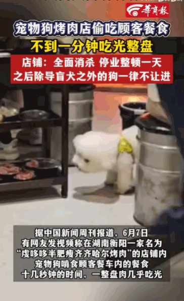 “一颗老鼠屎坏了一锅汤！”湖南衡阳，一家生意火爆的烤肉店里，一条宠物狗，在众目睽
