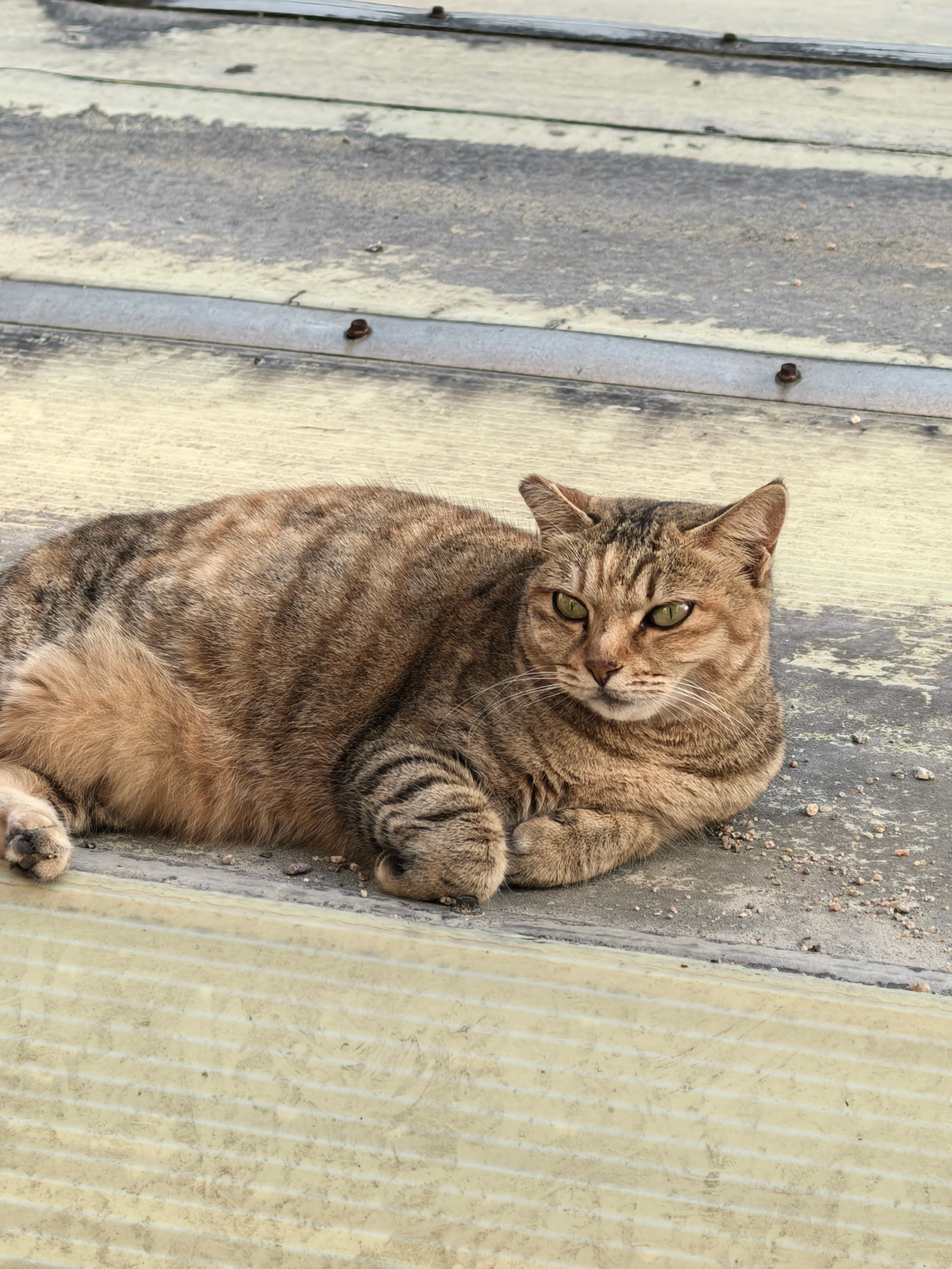 偶遇楼下慵懒小猫～走过请夸夸