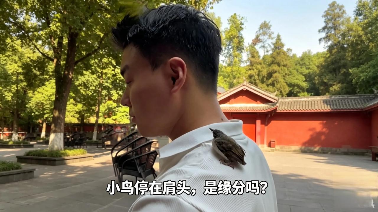 情侣还愿小鸟栖肩，带至野外放生，懂鸟人士称大错特错情侣还愿时小鸟停在男生肩头，