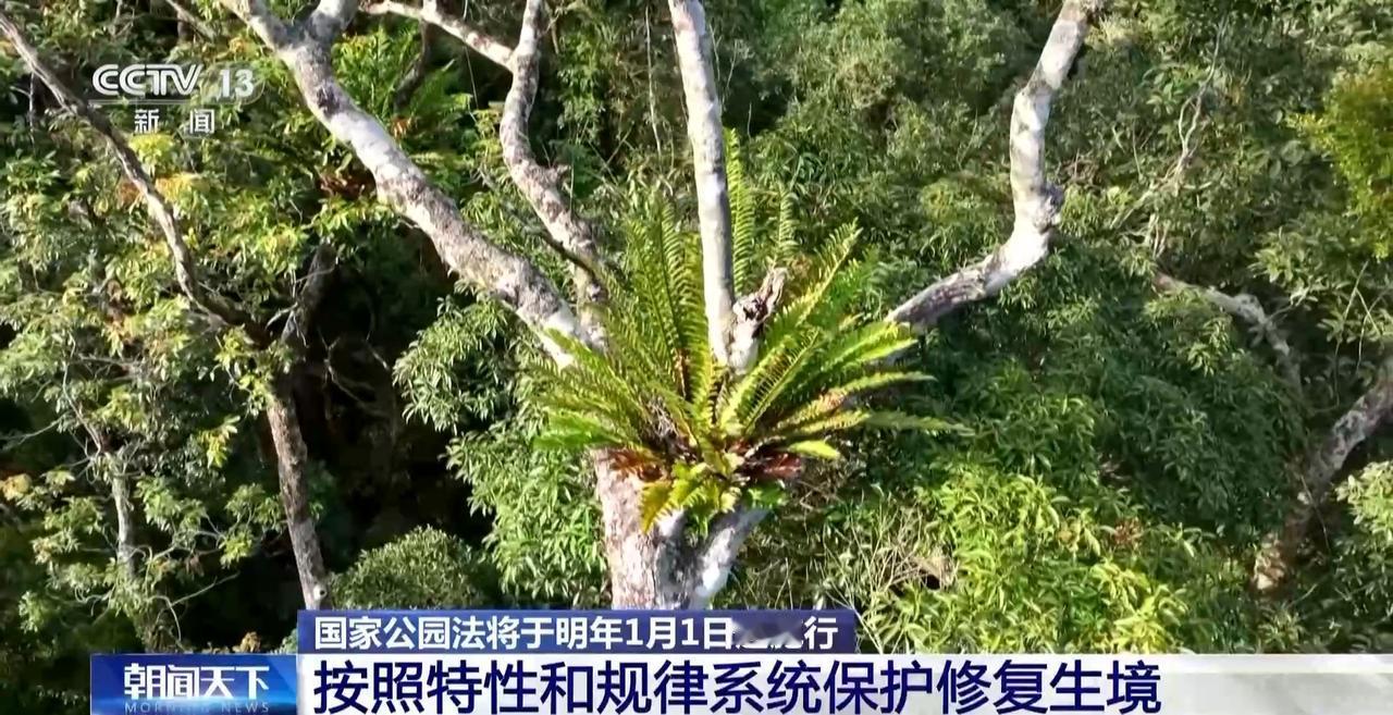 公园法实行，公园管理迎来新变革2026年1月1日起，国家实行公元法，这是一