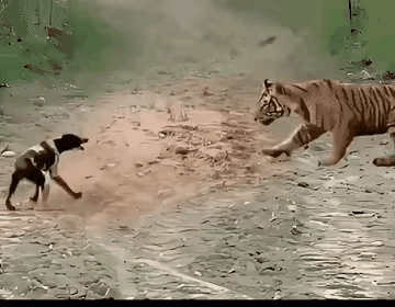 狗子跑也不是，打也不是，硬着头皮吼两声想镇住老虎？这波“以卵击石