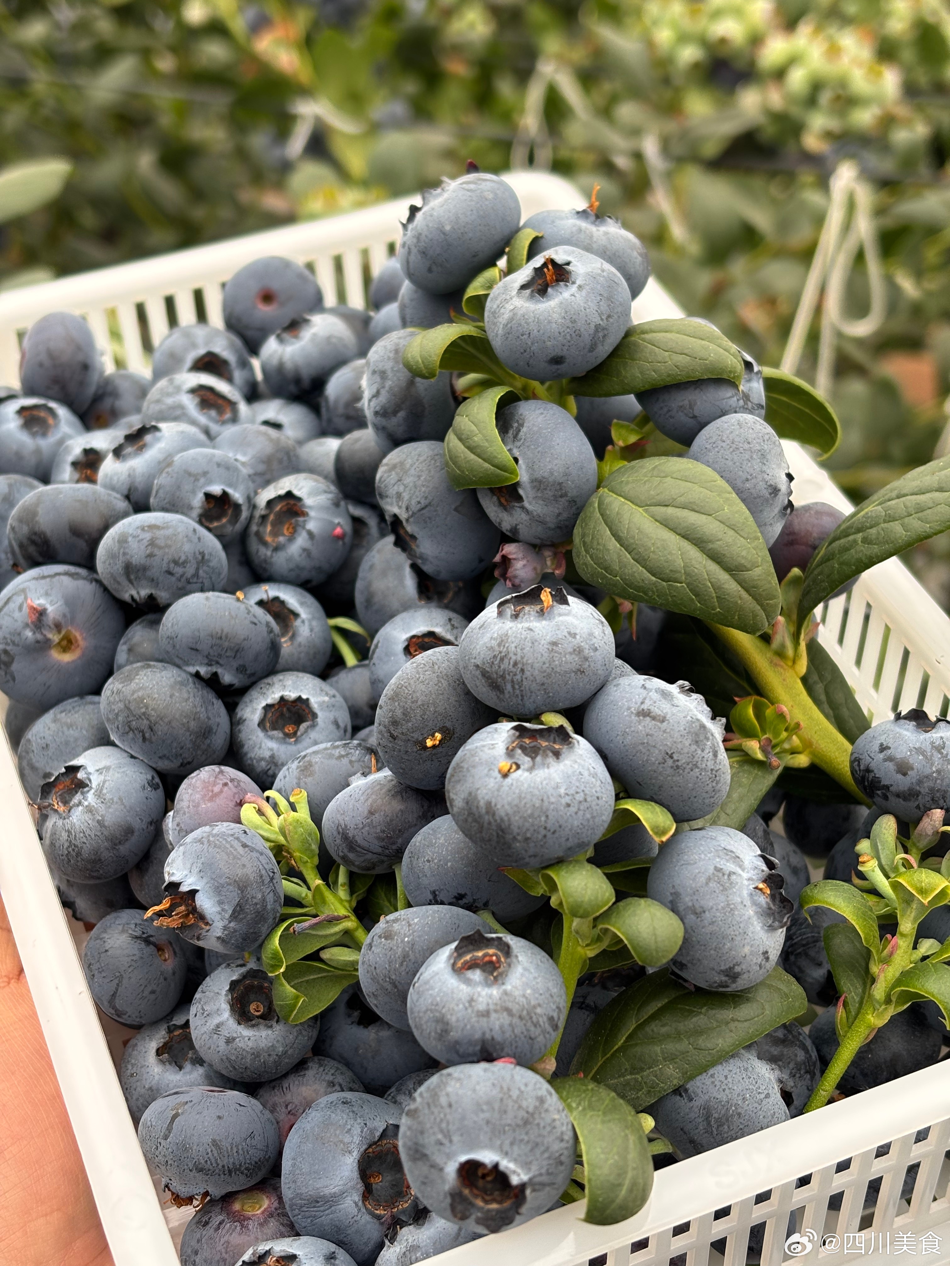 蓝莓天花板也迎来降价了！！58元一桶480g，很适合自己吃，每一颗都带有自然花香