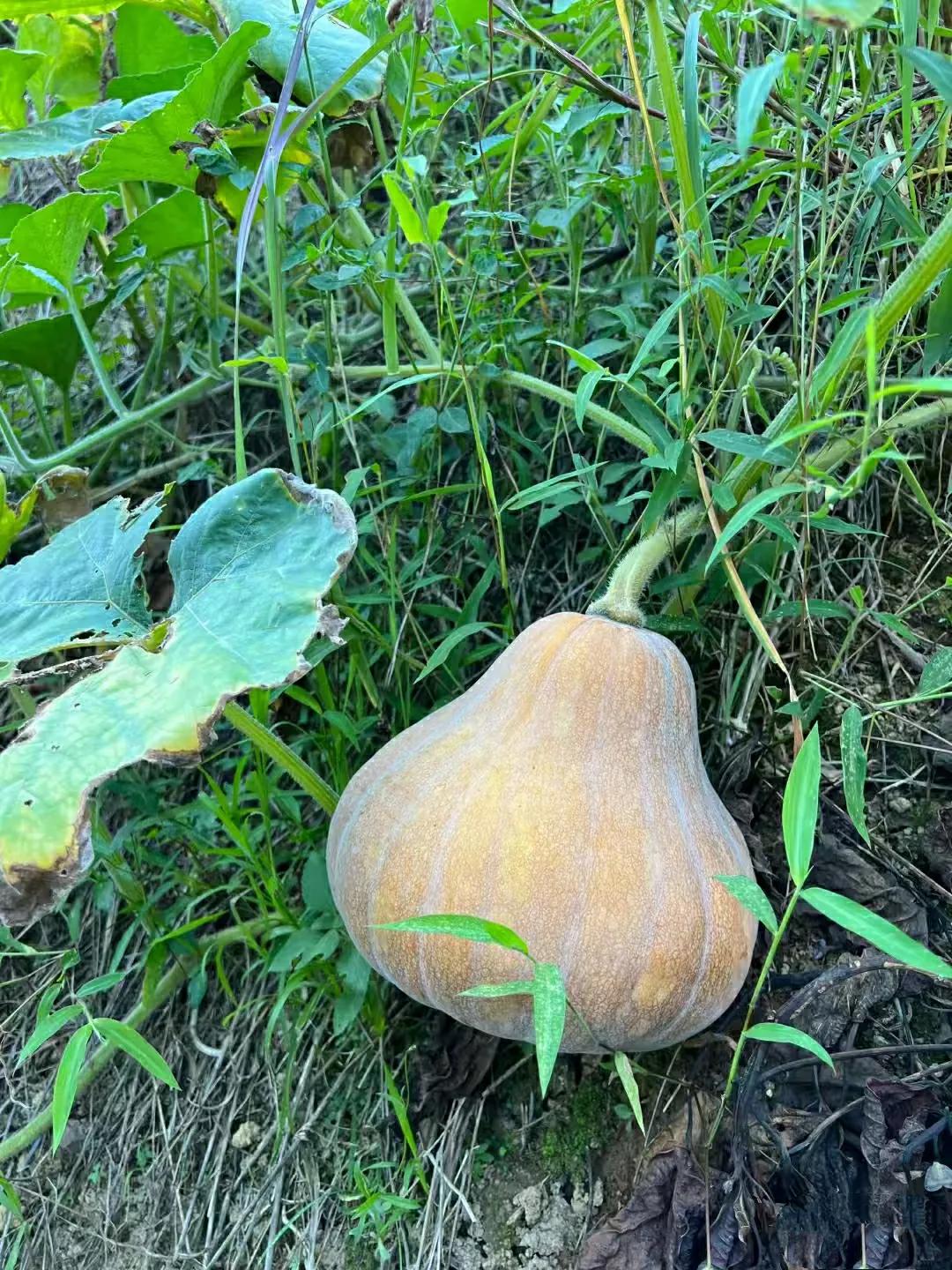 世间所有的美好有一半，都藏在乡间的四时风物和日常里……它们带着季节的温度