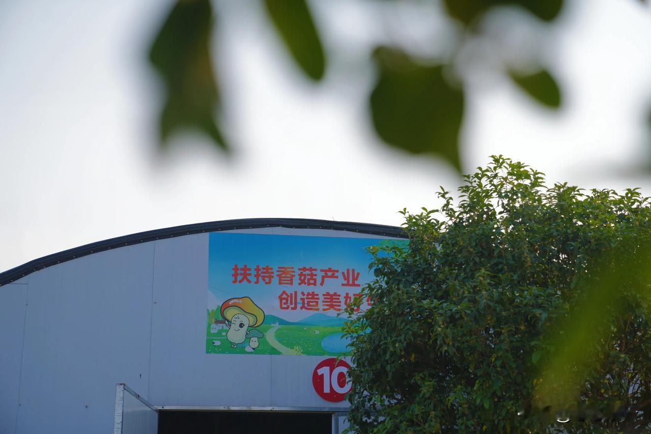 香菇飘香致富路。走进阜阳吴寨居的香菇种植基地，菌棒上密密麻麻的香菇长势喜人，肥厚