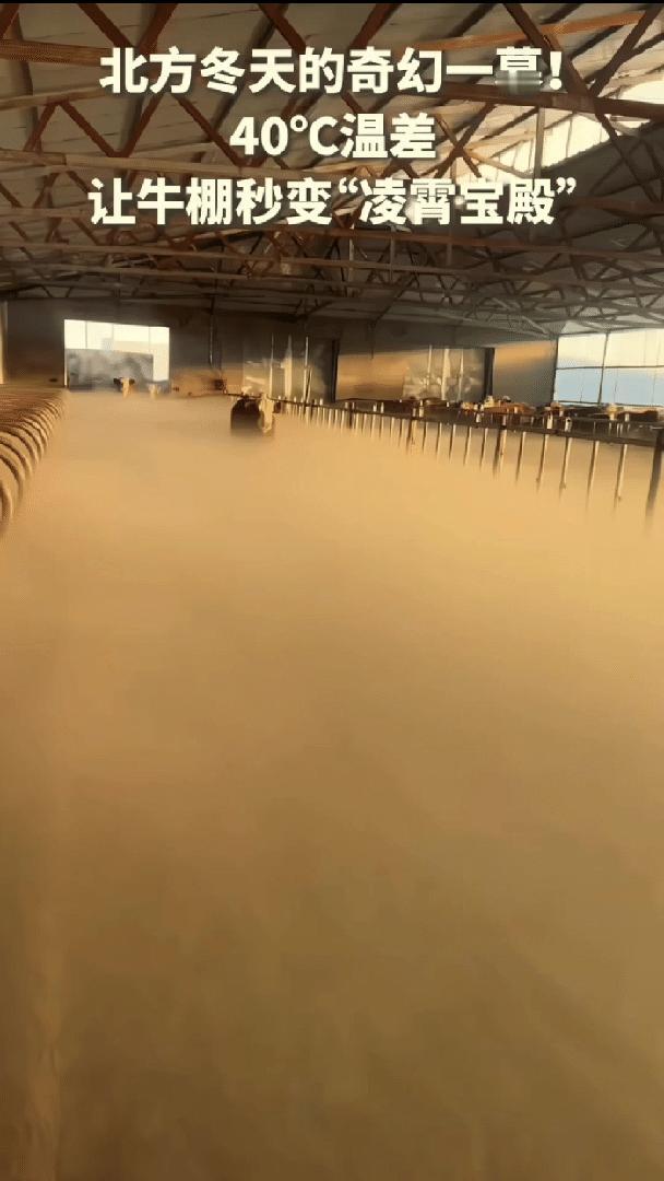 没想到上人民日报了，内蒙古，女子清早起来去牛棚喂牛，不料一推开门直接傻眼了，棚子