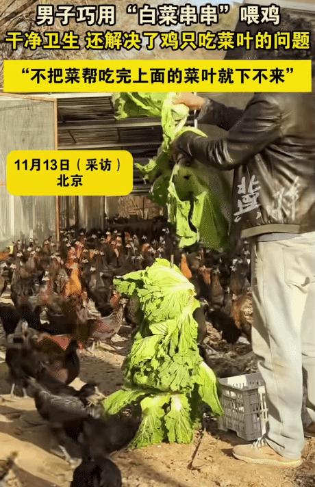 “太有才了！”北京，男子养1500多只鸡吃菜叶，不吃菜帮。突然，他用“白菜串串”