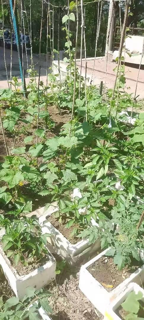 我今天在小菜园里拨草，菜园里的各种蔬菜长的非常旺盛！房前小菜园蔬菜地里的乐趣