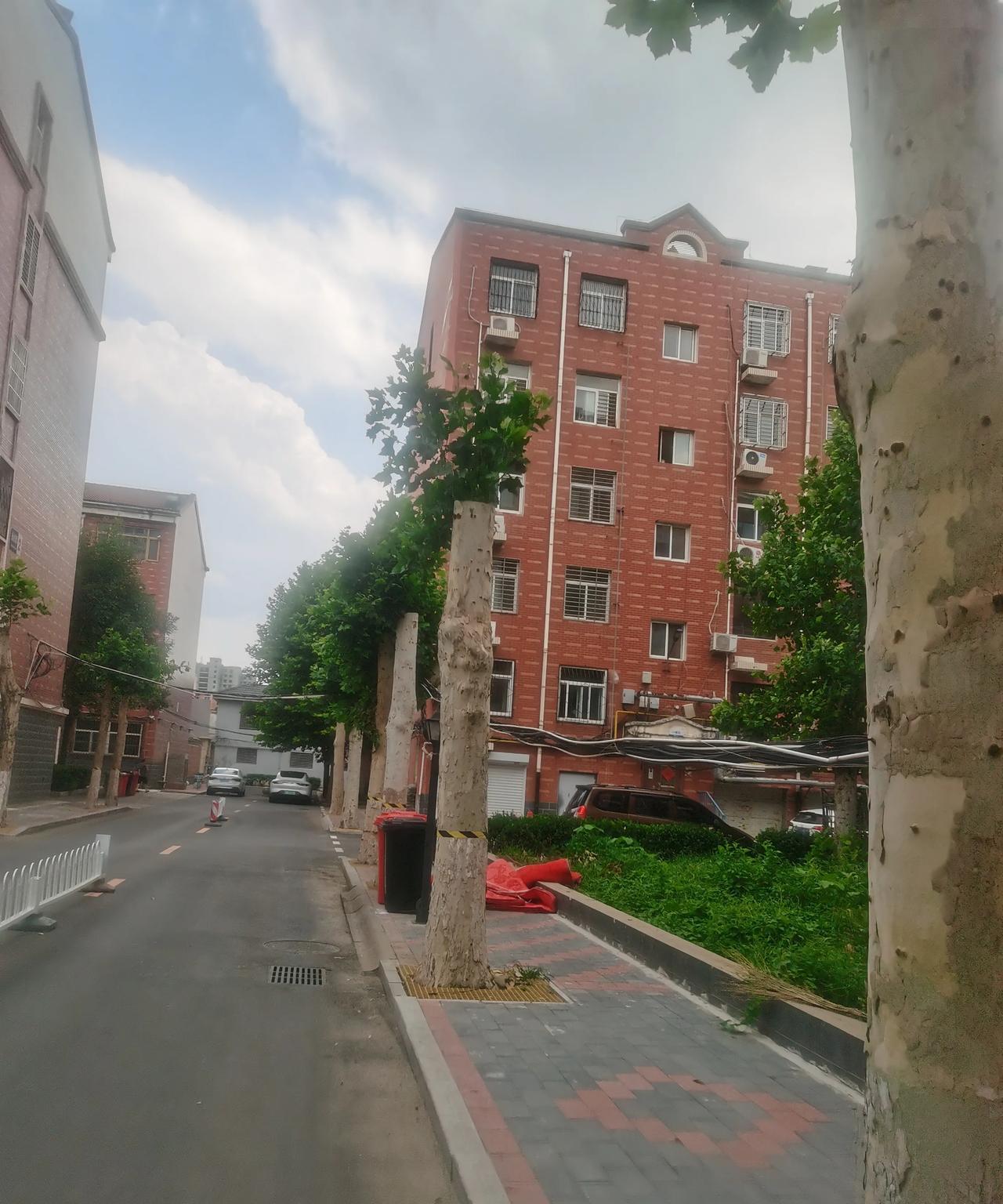 物业把法桐的主干都锯了，一根根树桩，一春天光秃秃的，过了小半年，才又长出了树枝叉