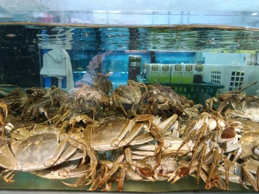 今年大闸蟹、虾、鱿鱼、生蚝居然集体“低头”了：阳澄湖边二两母蟹十块出头，菜场