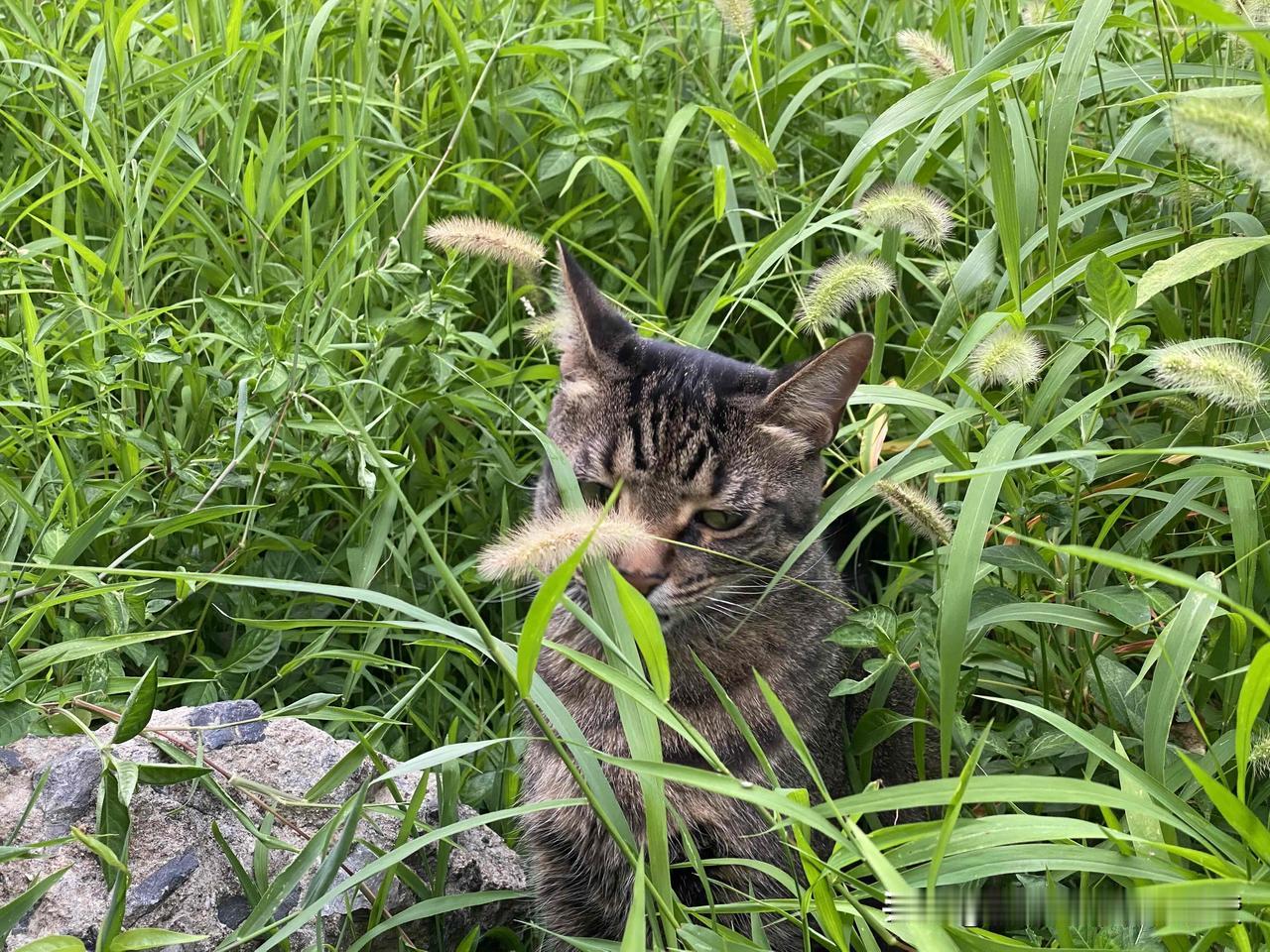 我和狸花猫在自己家花园门口玩，狸花猫突然弓起了背，炸毛了，非常紧张的样子，我一看