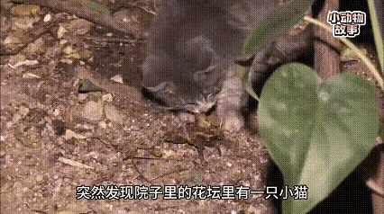 饿得啃树皮的小猫在抓到老鼠后第一时间把老鼠拿回去给猫妈妈吃。这只小猫一直和猫妈妈