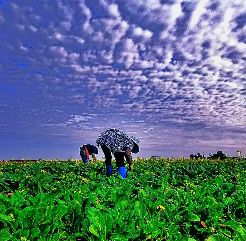 种菜的农民真的太苦了。忙活一年，可菜农却没赚多少钱。一方面，种子、化肥、农药价格