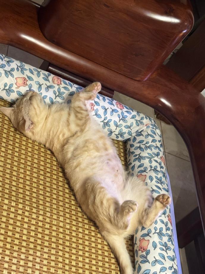 收养的流浪猫为什么一直睡觉​​​
