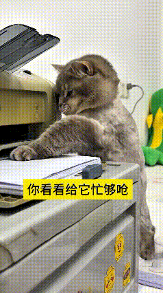 我刷到这个小猫守着打印机的视频，真是给我逗坏了。打印机一开始往外吐纸，这猫咪就赶
