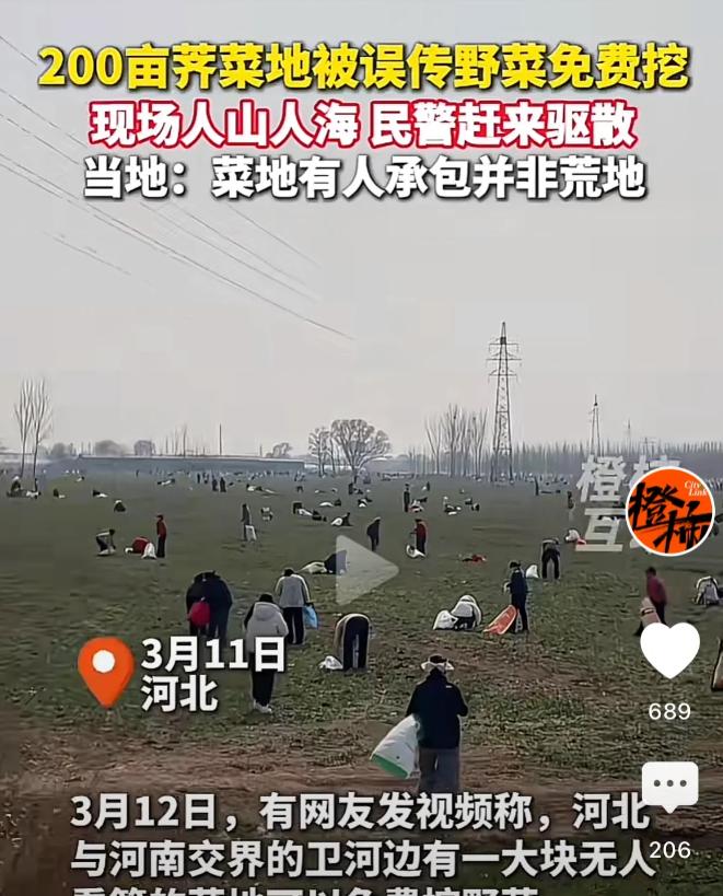 损失谁来赔？河北，一男子承包200亩地种荠菜，谁知被他人发帖称“可以免费挖野菜”