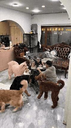 成功地把人变成了狗！把狗变成了人！高！实在是高！