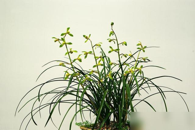 养兰的家人们！我昨儿差点急得翻养花笔记！后台全是问“养了好几年的兰花叶子冒黑点，