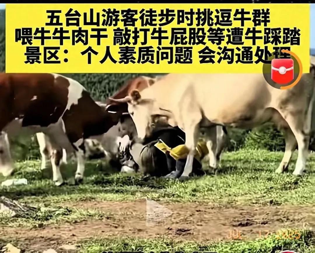 给牛喂牛肉干，就等同于给人喂人肉，践踏了牛的底线！牛和人类共存时间最长，所以进化