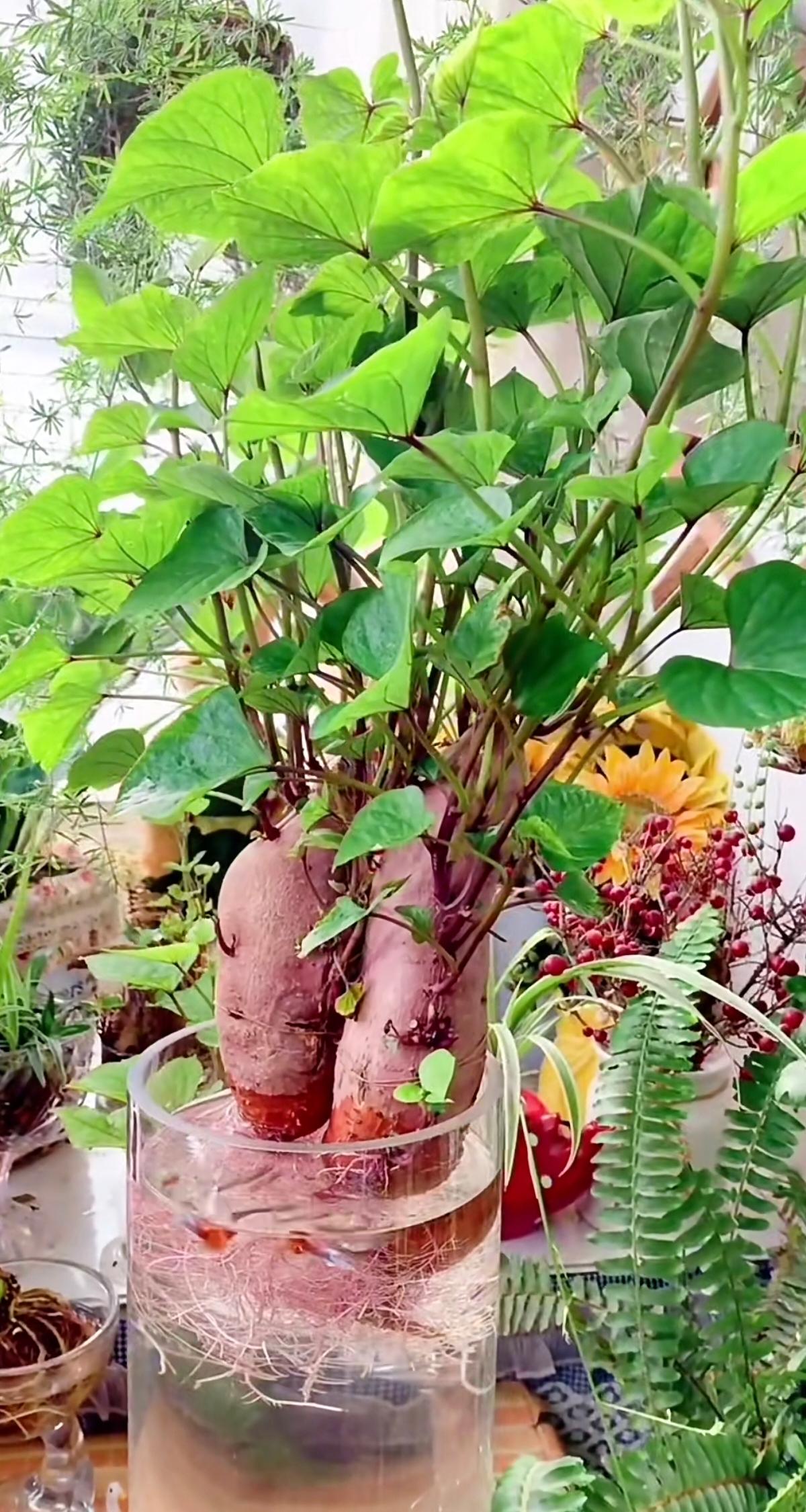 谁能想到！超市5块钱买的红薯，随手一泡竟开出“ins风绿植”，比买的鲜花还耐看！