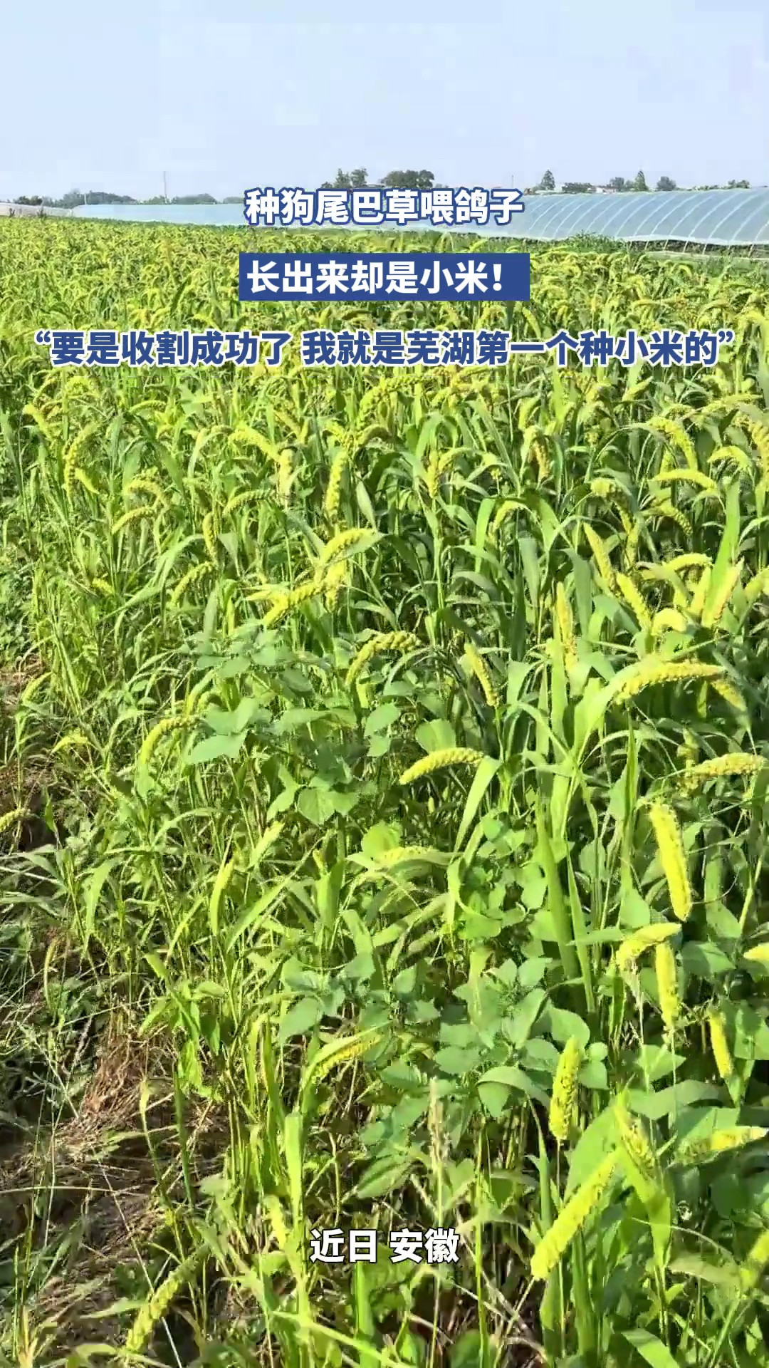 种狗尾巴草喂鸽子，长出来却是小米！“要是收割成功了我就是芜湖第一个种小米的”