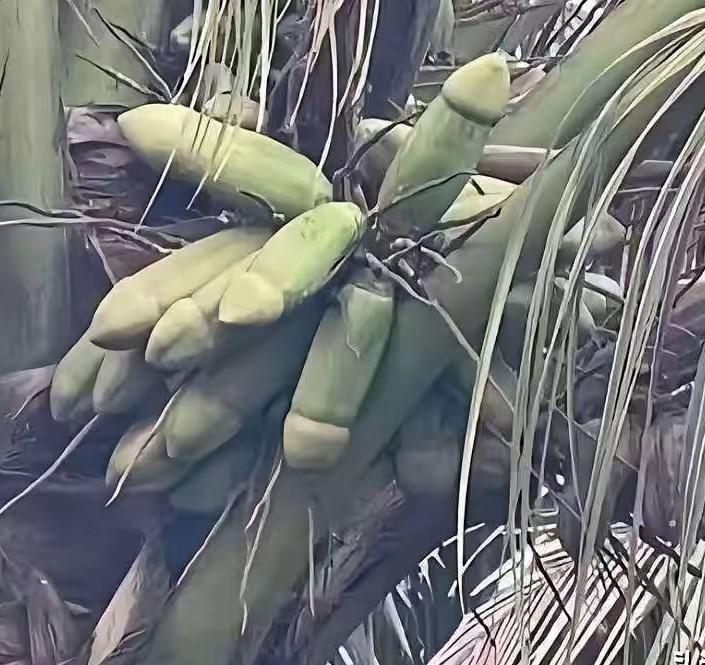 一次无法释怀的相遇啊，那个栩栩如生的植物怎么做到的，它也太神了吧那天我闲逛，就