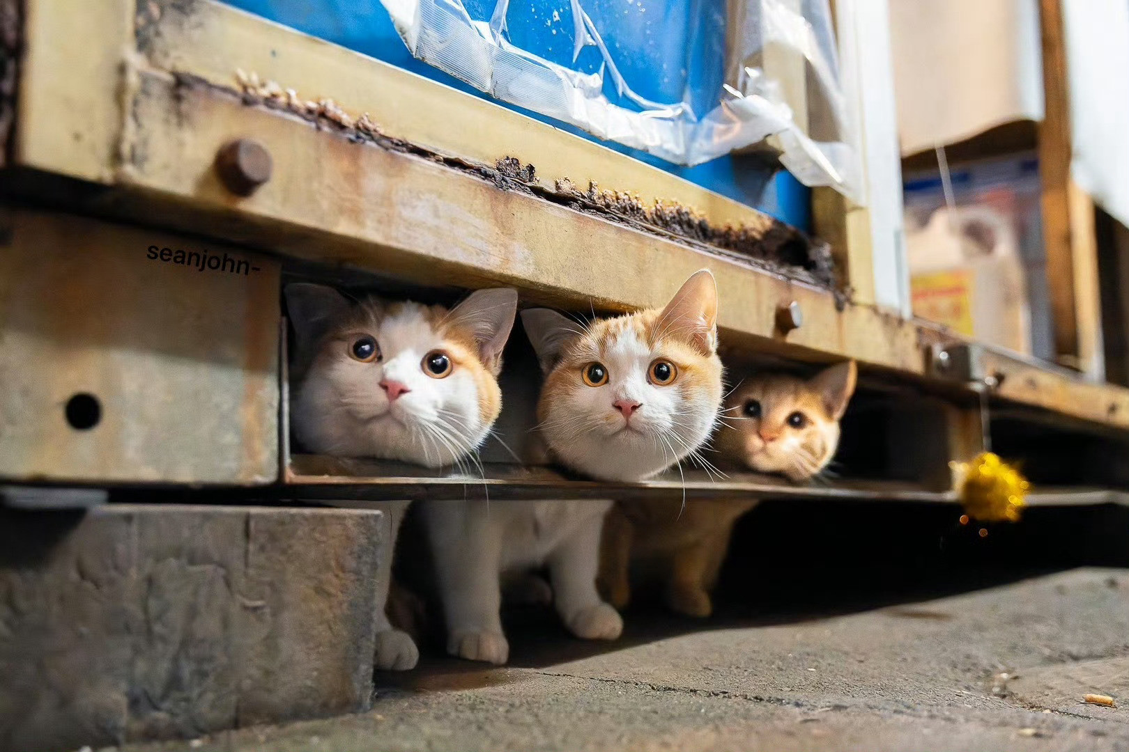 猫咪：妈妈，你打猎回来了🥹