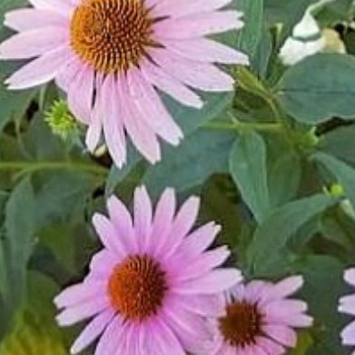 松果菊（冷门宿根花卉）外形：花瓣淡紫，花心凸起呈棕褐色，造型独特，耐热耐晒。种植