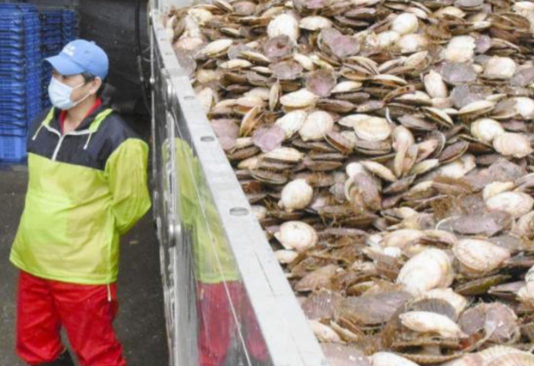 首批日本水产来了！6吨北海道扇贝正发往中国。并且据日本方面消息，第二批货物6