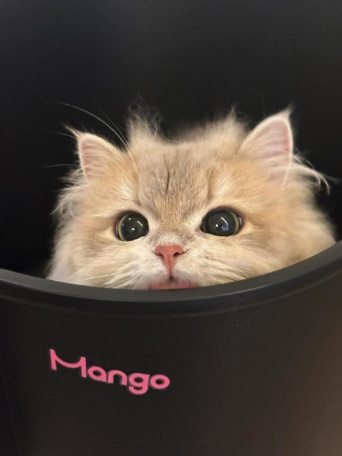 人类不能没有小猫～🐱