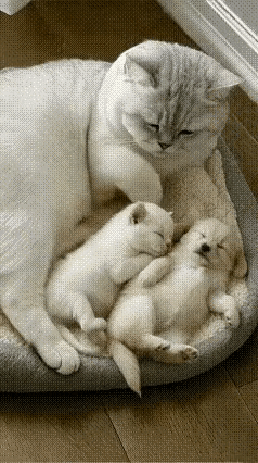 看看你们相册的小猫咪l