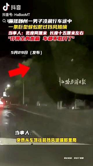 深夜开车最怕啥？不是堵车，是突然来这么一位“拦路客”。5月28日，浙江台州