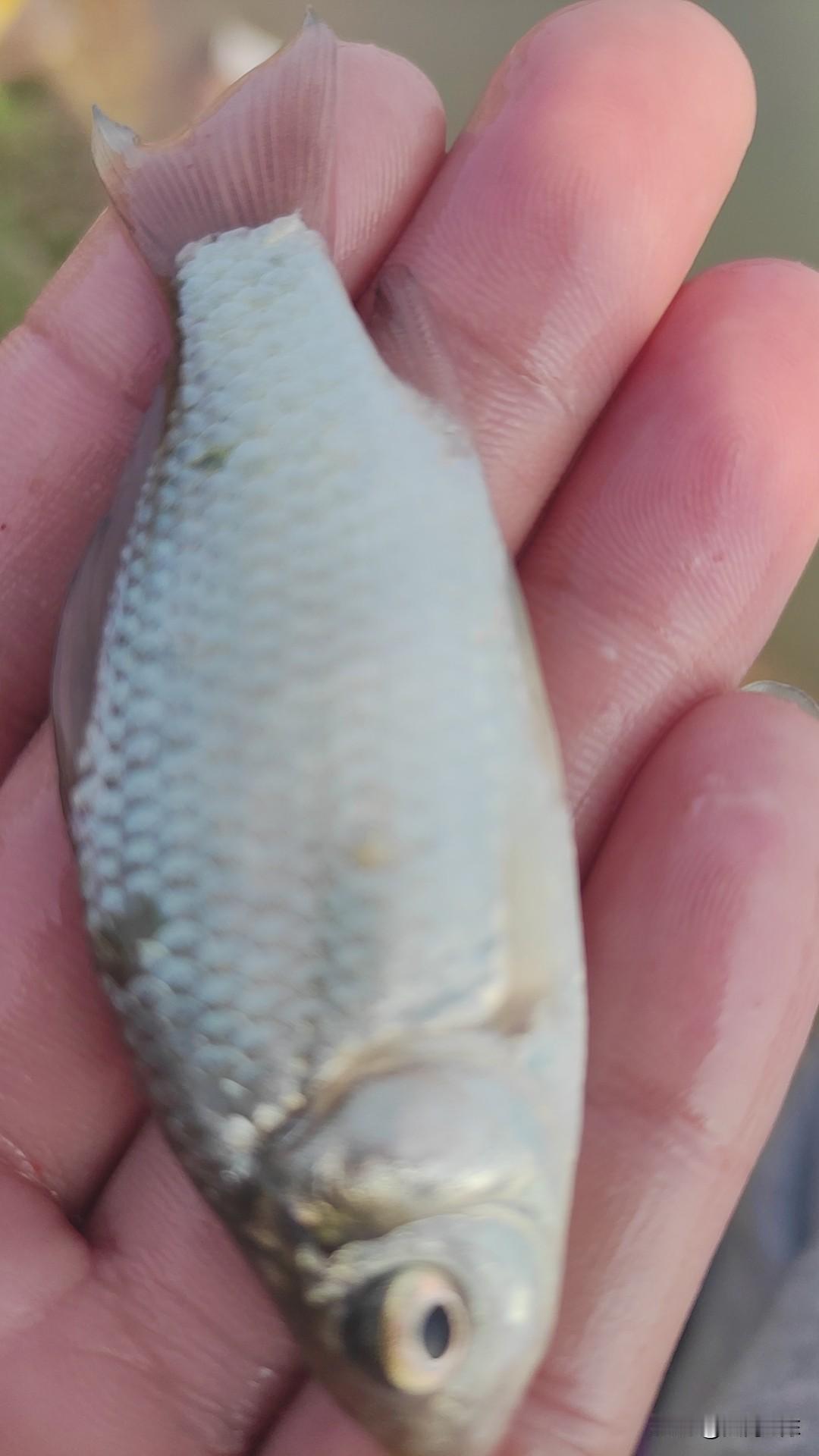 野钓还存在挡鱼口一说[捂脸哭]大师钓鱼用细线大钩，因为他们知道挡口的是鱼线而不是