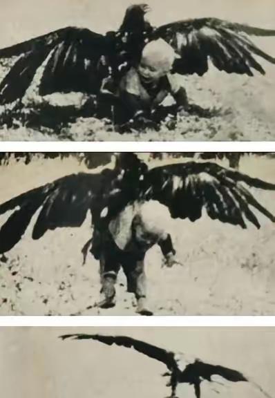 这是1932年的挪威，照片中年仅3岁的女孩阿明在草原陪大人放羊时，不慎被金雕误以