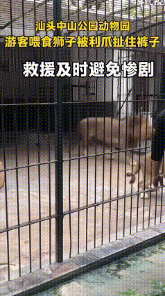 动物园里的惊魂一幕！2月26日，广东汕头动物园内游人如织。一位小女孩在猛兽区