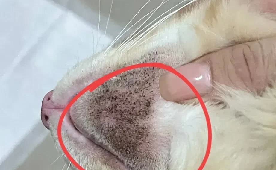 江苏，一名女子和自己的猫咪玩耍的时候，无意间发现它的下巴上长了一层密密麻麻的黑点