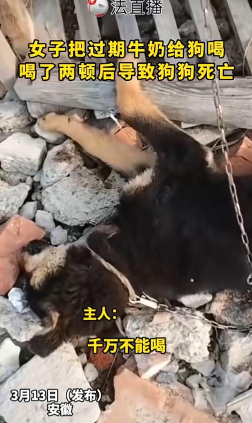 安徽，一女子看家里牛奶过期，扔了觉得浪费，便喂给了自家小狗喝，没想到喂了两顿后，