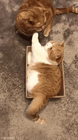 小猫咪：别弄了，你是抢不走我的盒子滴！