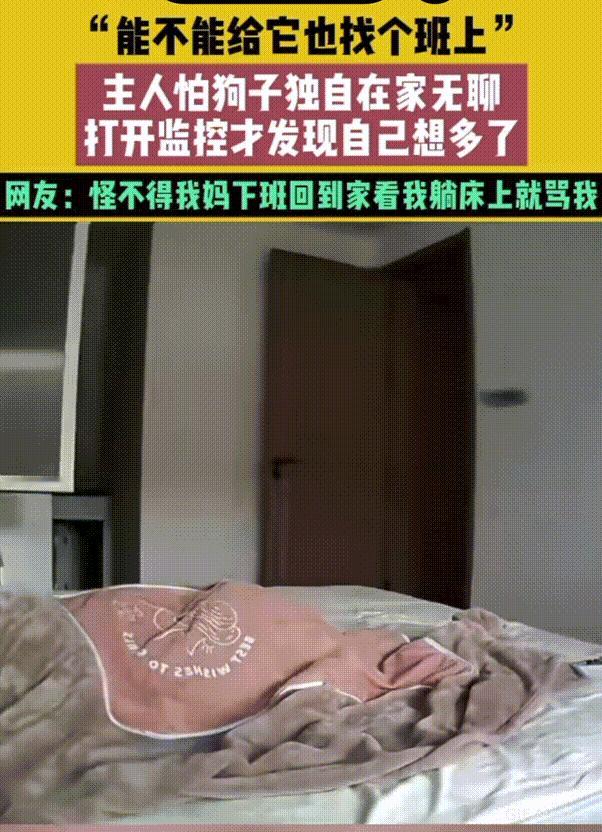 万物皆有灵性!安徽,女子上班怕自家大狗子独自在家无聊,于是打开监控才发现是自己想