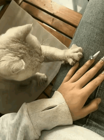 “太有灵性了！”天津，女生做了美甲回家，猫咪看到后，竟然以为她爪子收不回去了，直